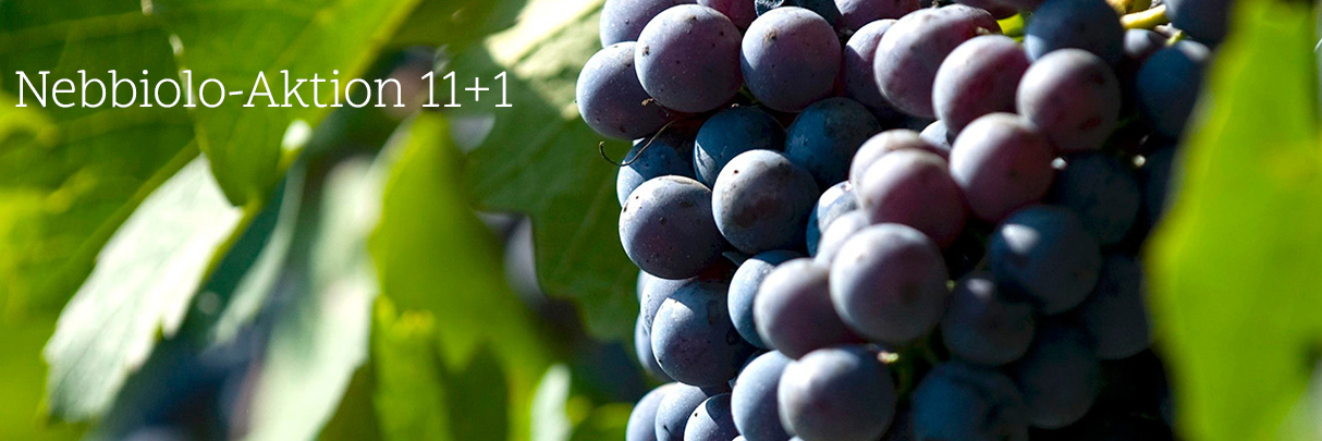 Nebbiolo